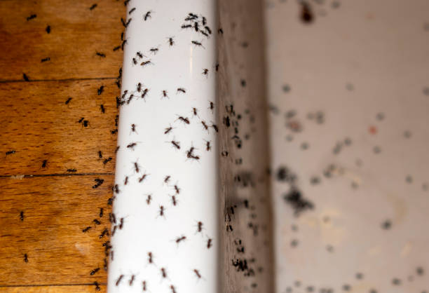 Best Mosquito Control Services  in Lake Lorelei, OH